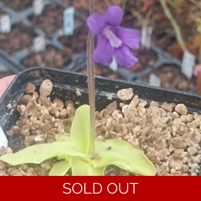 Pinguicula corsica x grandiflora Violet flower